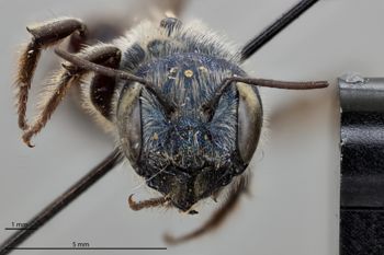 Media type: image;   Entomology 790480 Aspect: head frontal view